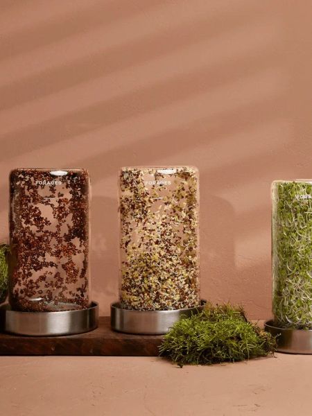 Your countertop is now your garden with Forages’ Sprout Jar Kit