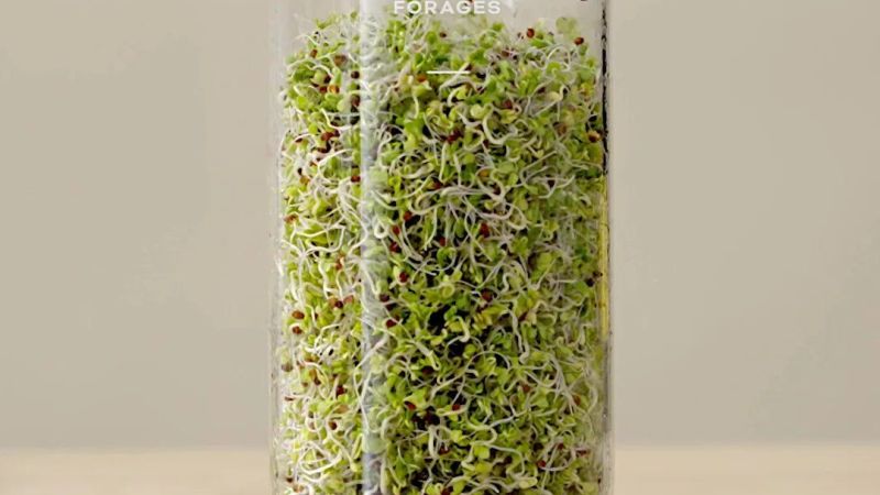 Sprout Jar Kit